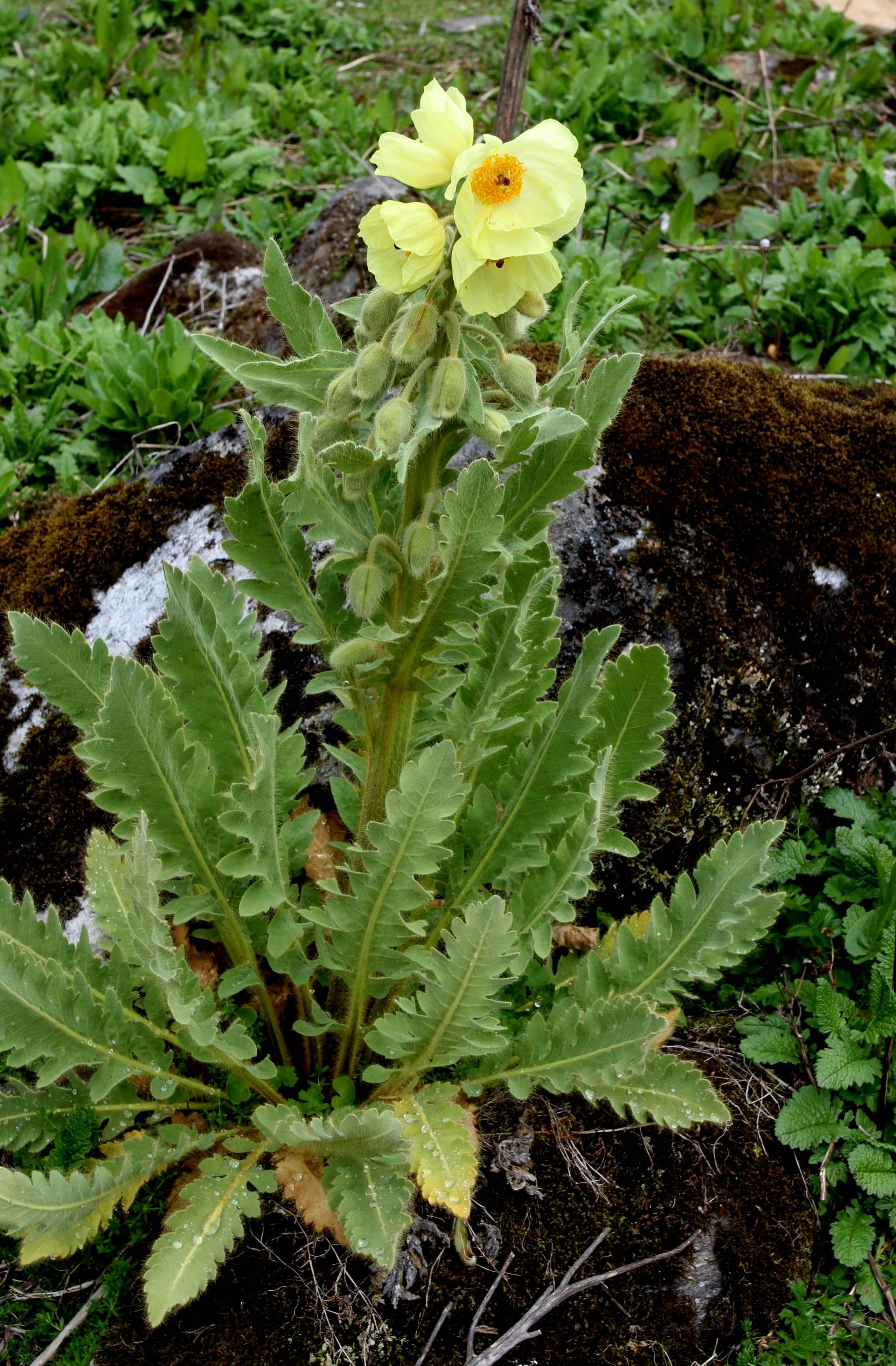 Meconopsis paniculata — Papaveraceae
