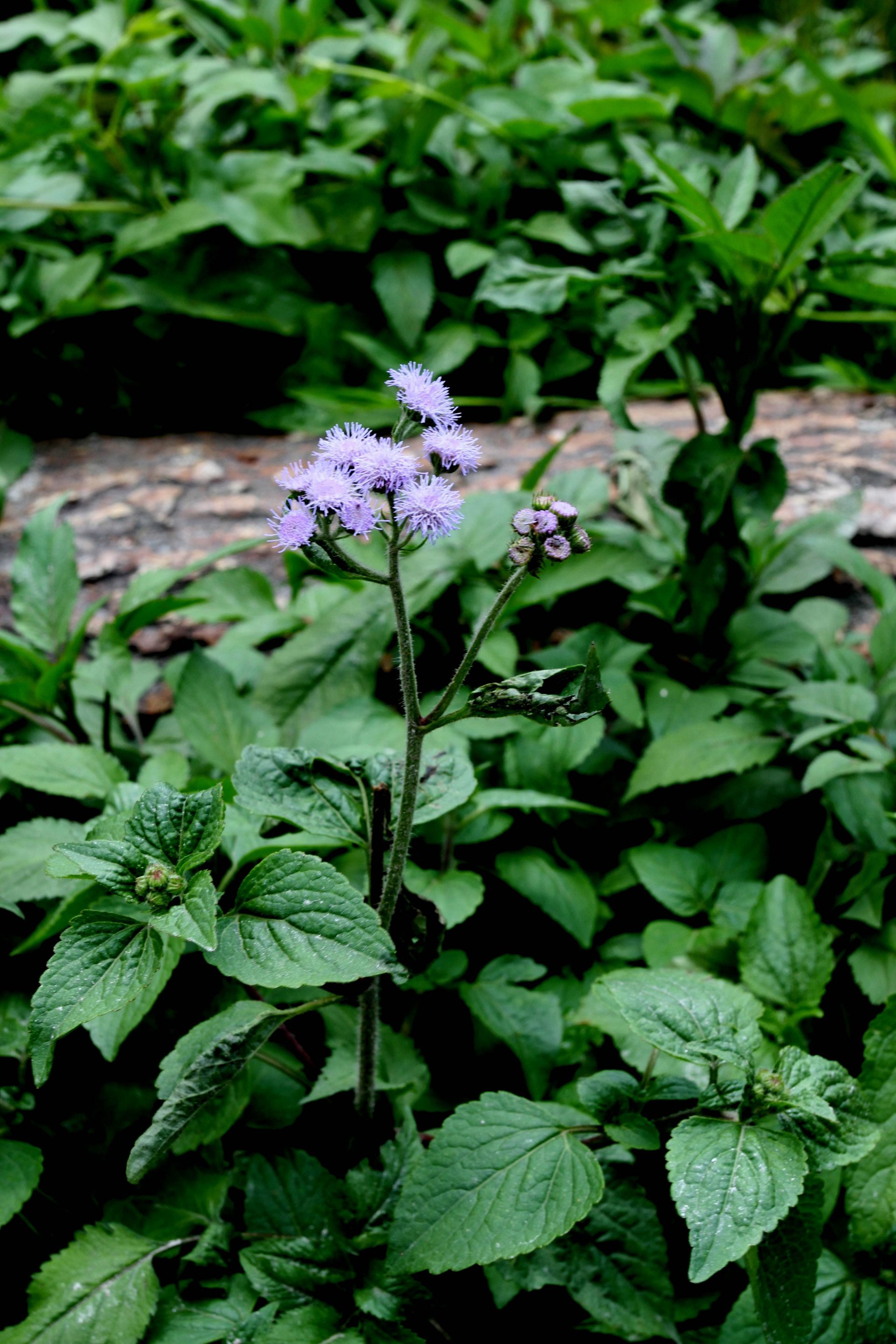 Ageratum houstonianum — Asteraceae