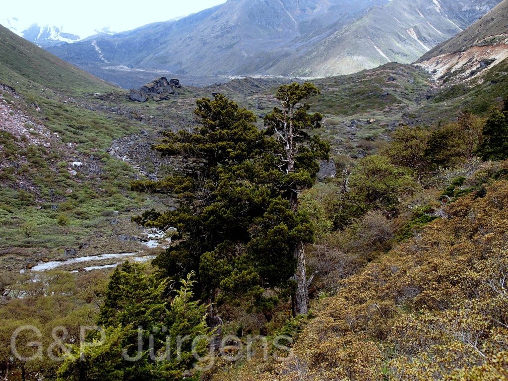 Sikkim2011 92