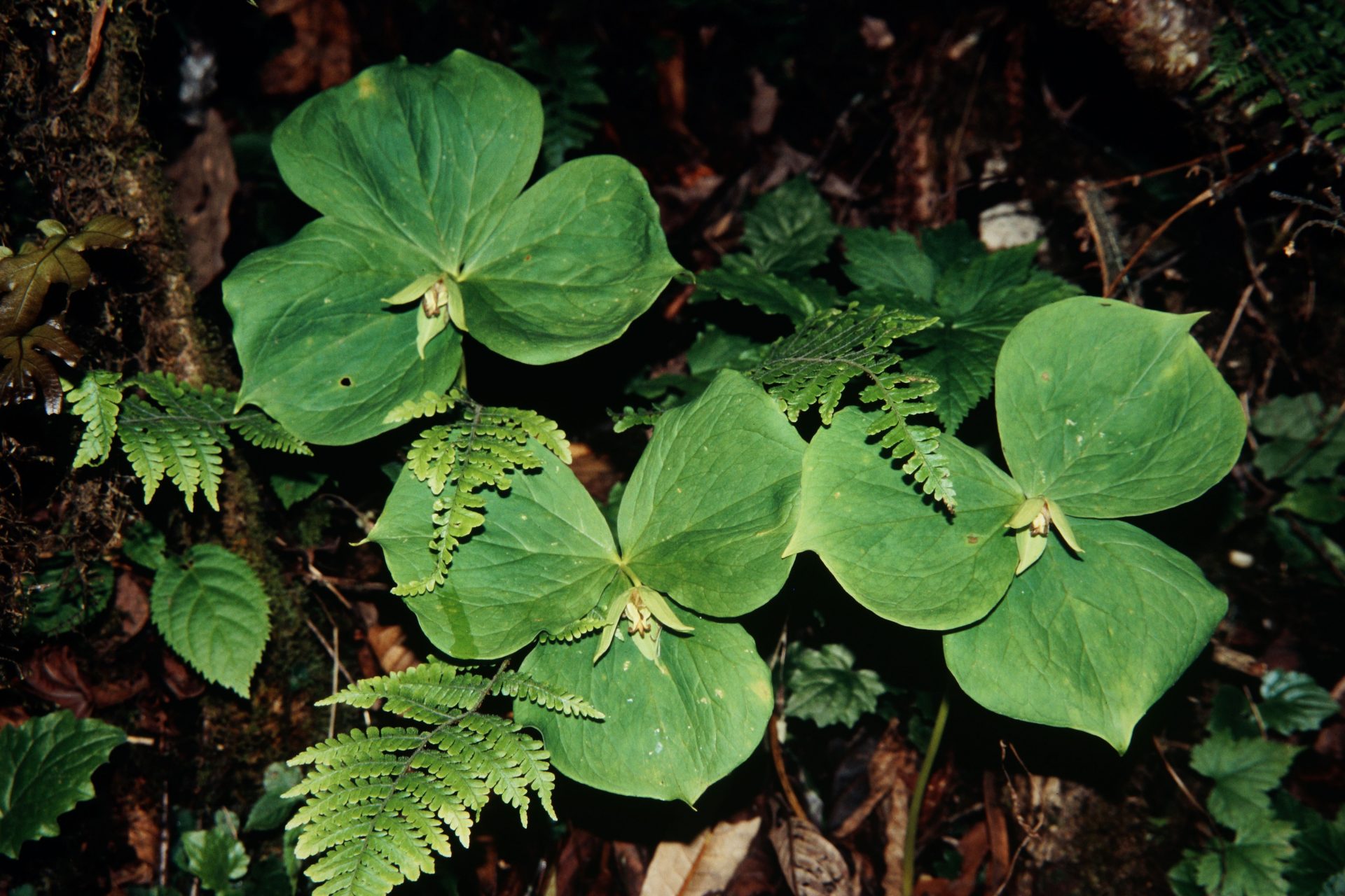 Trillium tschonoskii — Melanthiaceae
