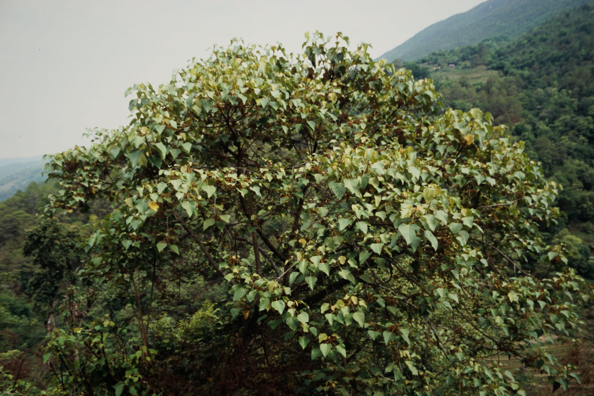Exbucklandia populnea — Hamamelidaceae