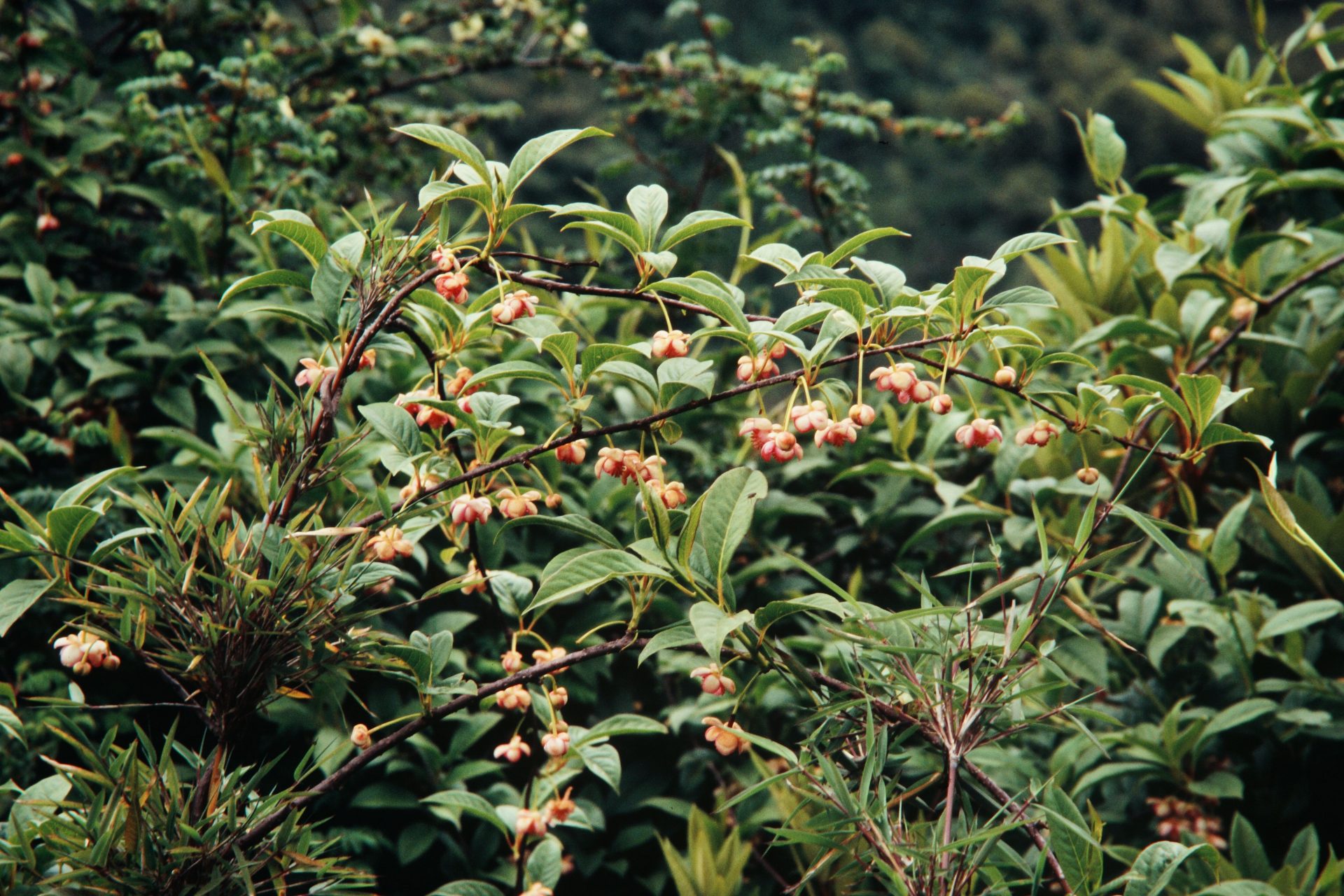 Schisandra grandiflora — Schisandraceae