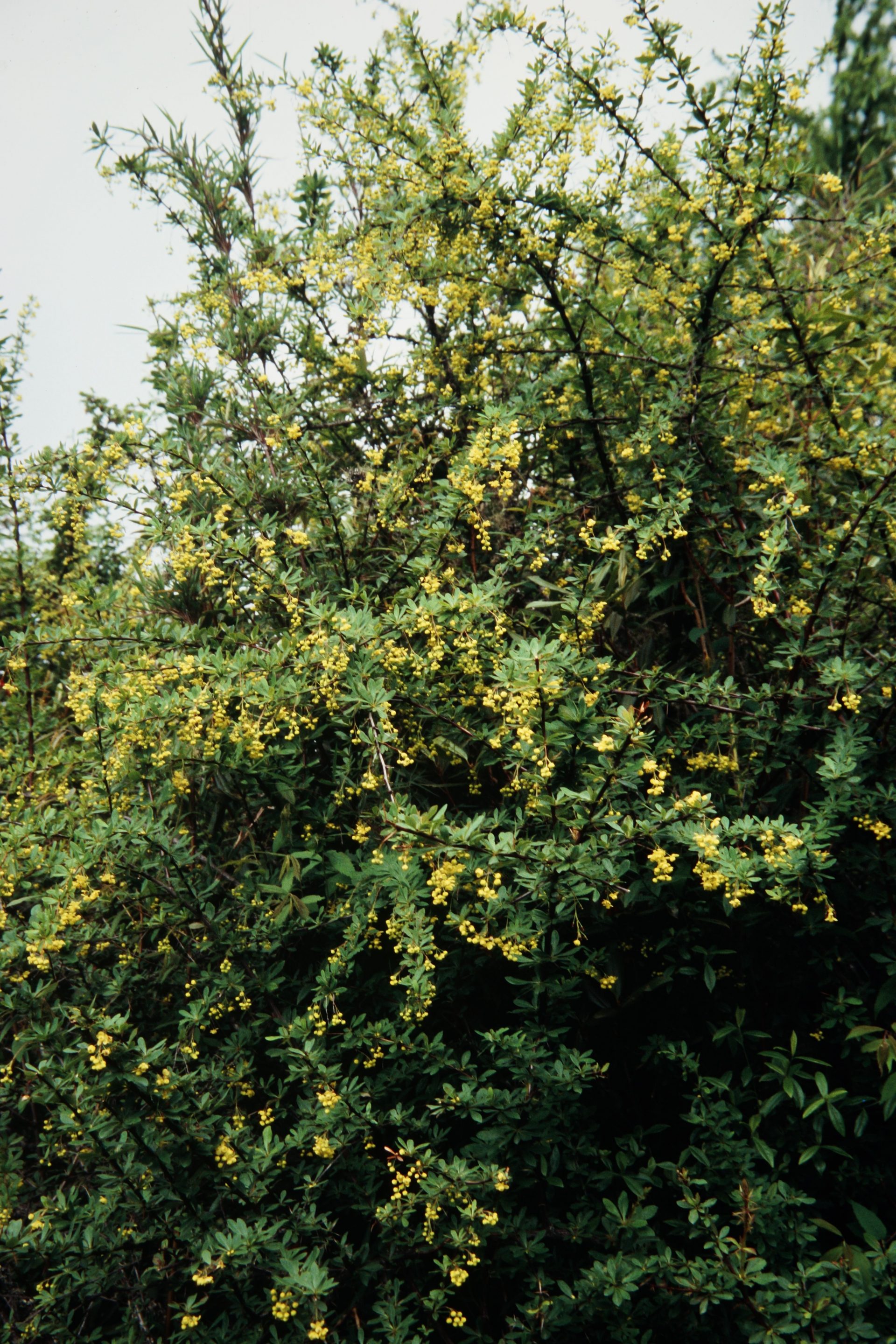 Berberis virescens — Berberidaceae