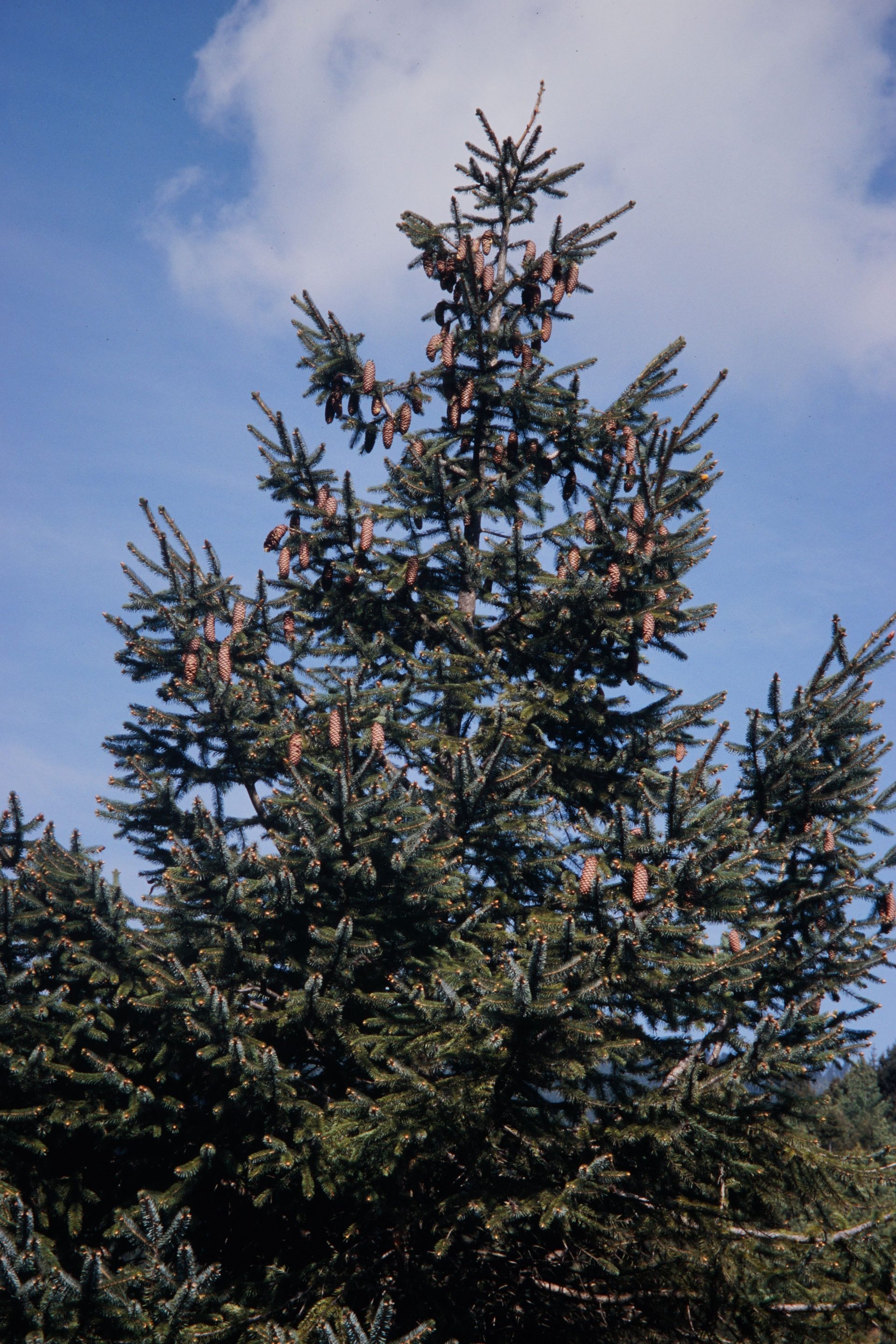 Picea brachytyla — Pinaceae