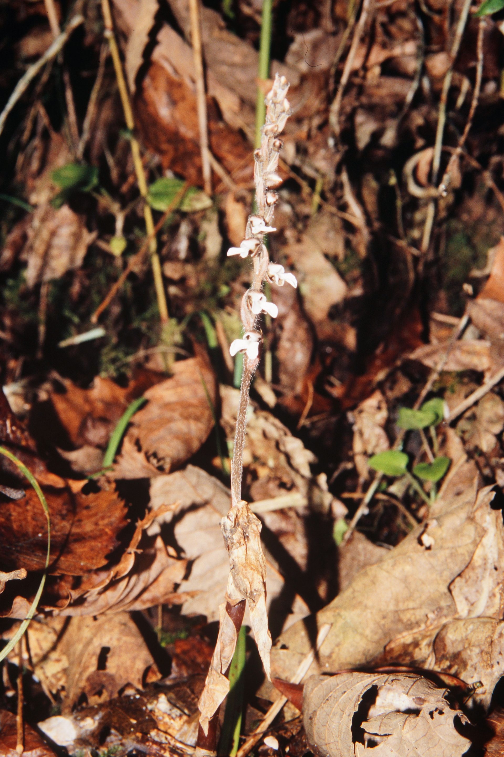 Zeuxine reflexa — Orchideaceae