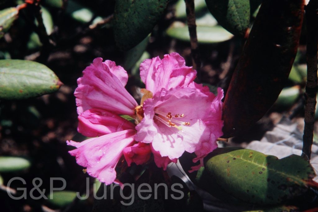 Bh2008 575 P864 1