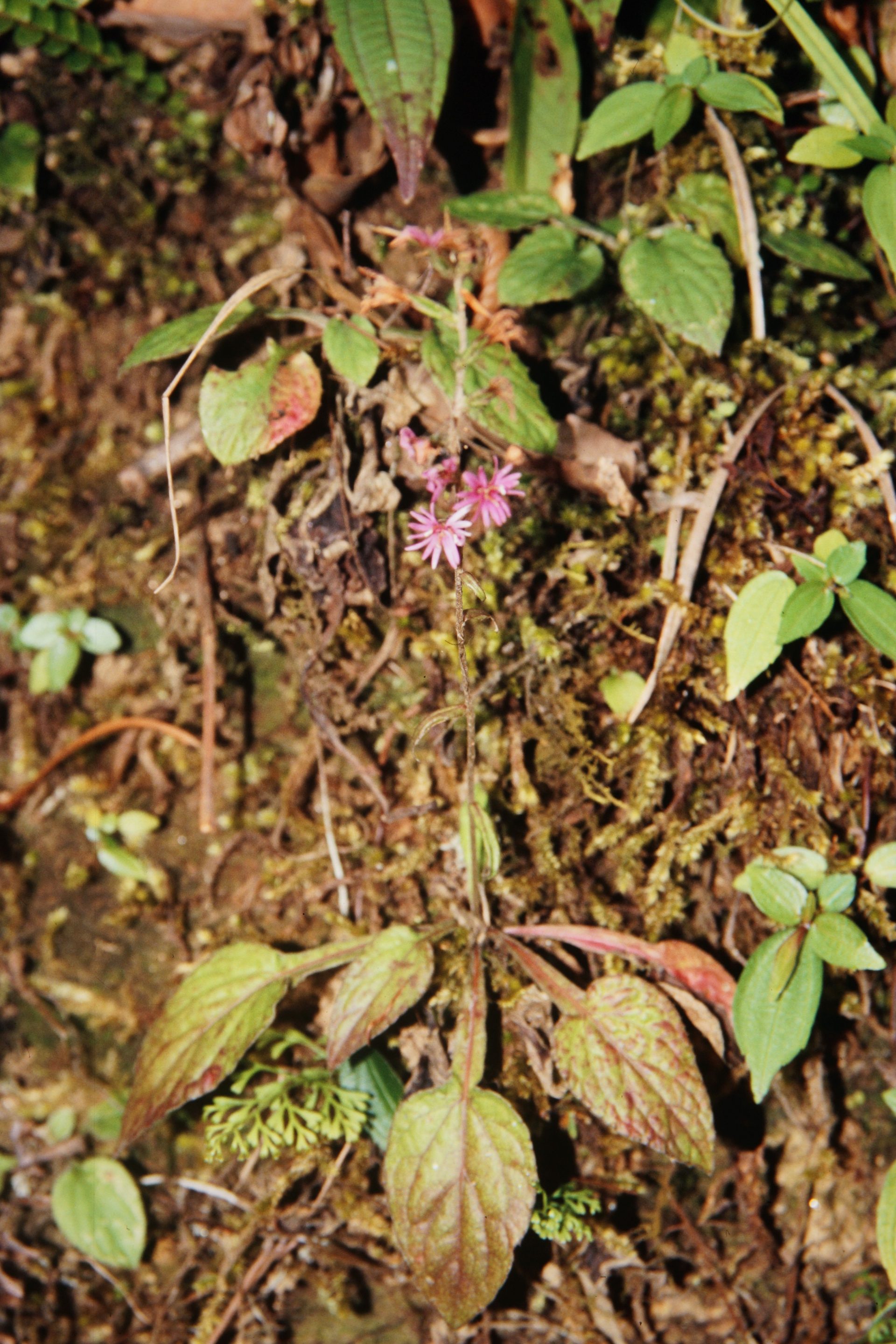 Ainsliaea latifolia — Asteraceae