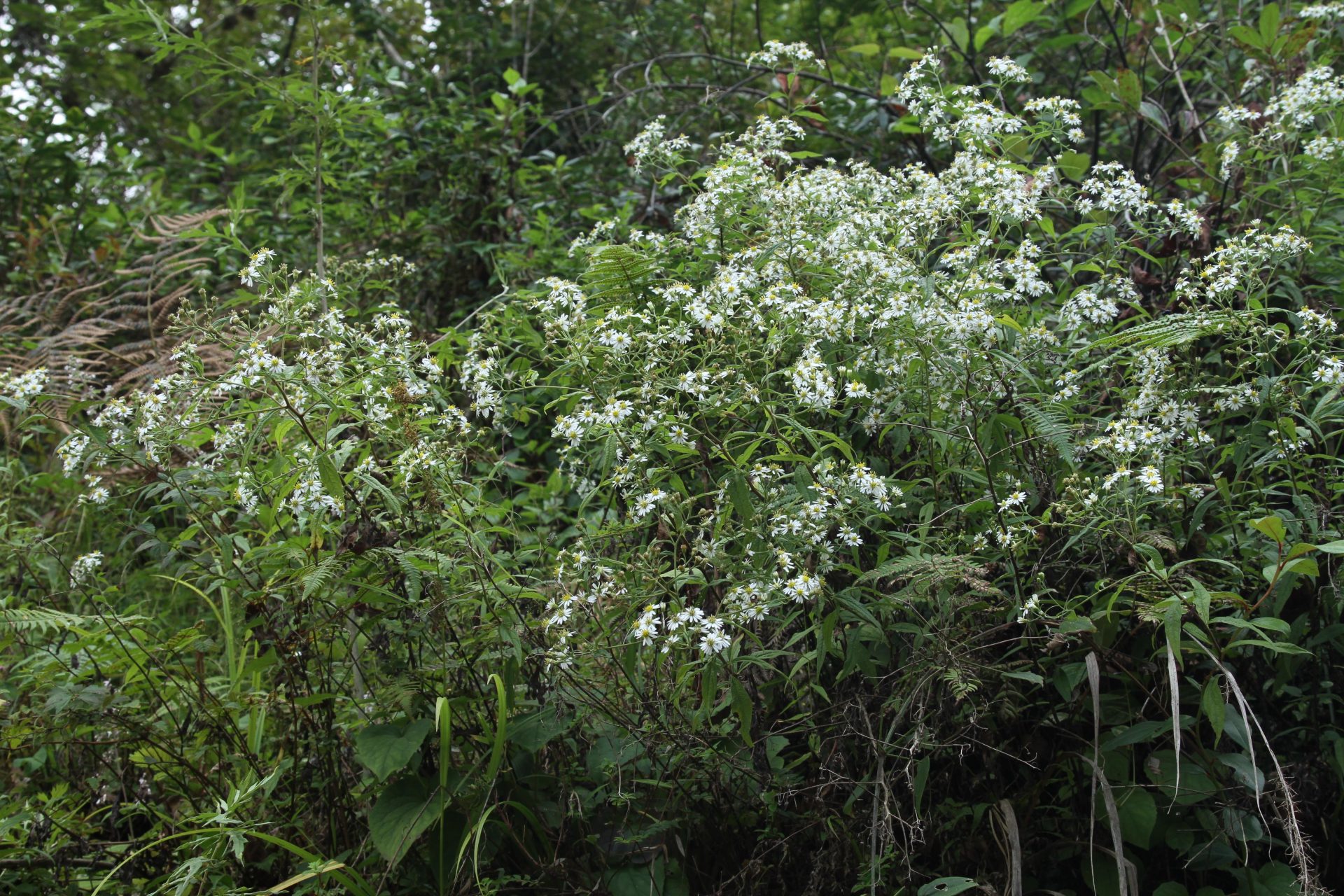 Symphyotrichum laeve — Asteraceae