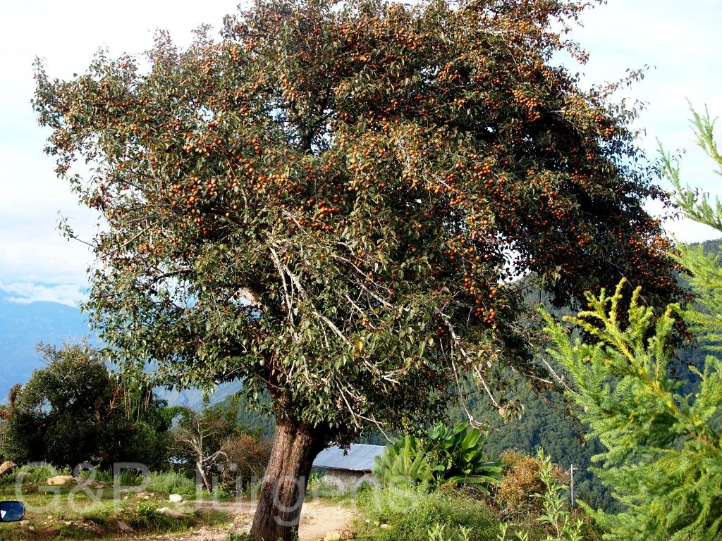 Bhutan2012 1264