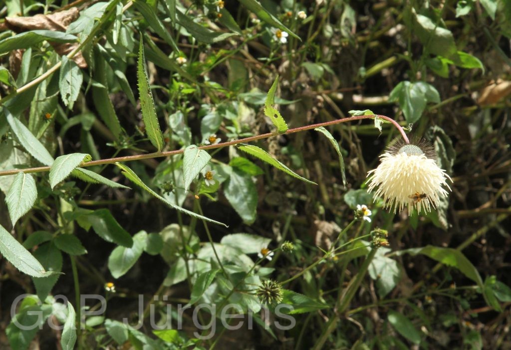 Bhutan2012 1326