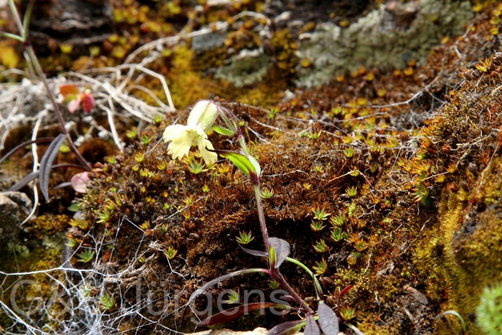 Bhutan2012 276