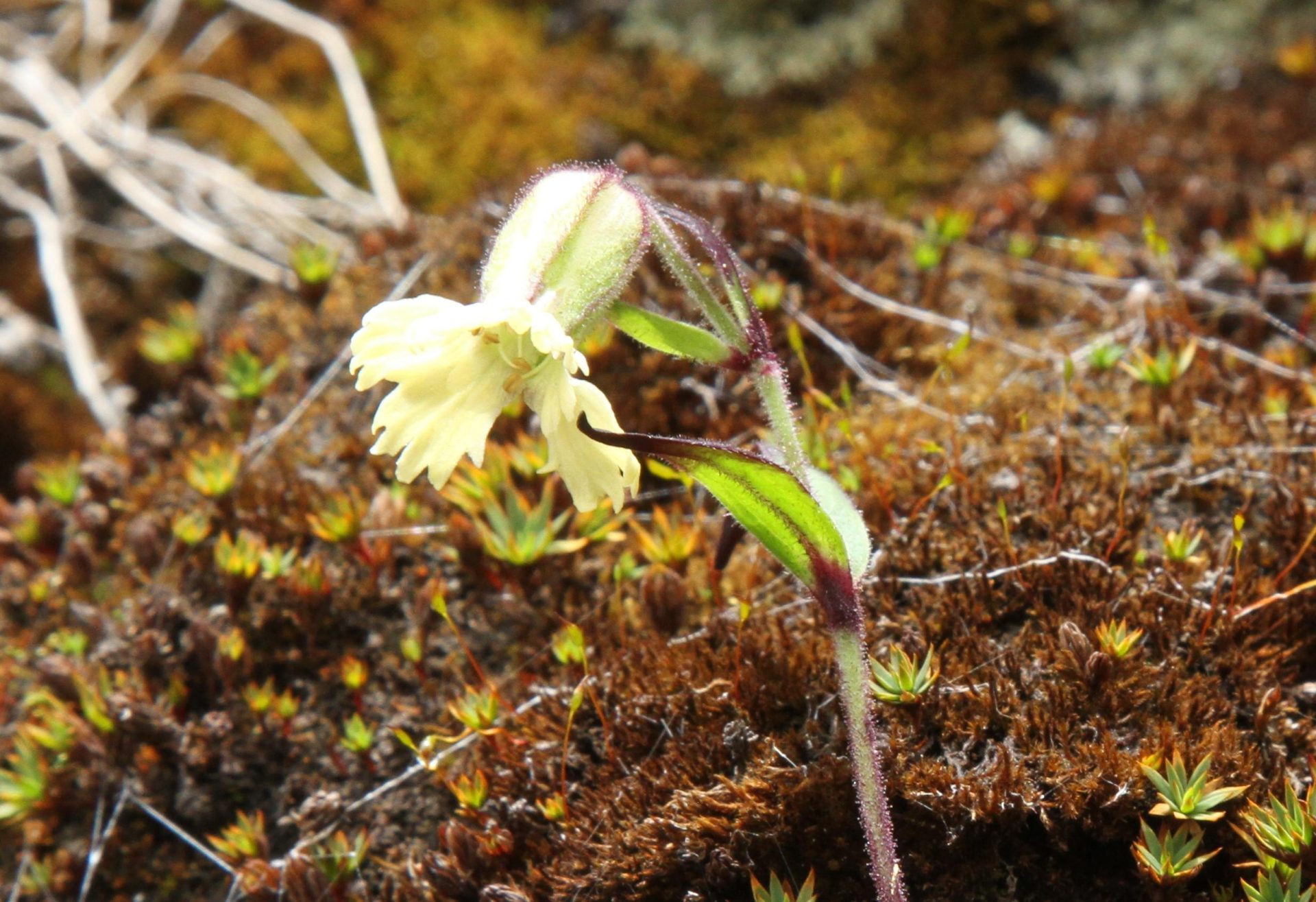 Silene indica var. bhutanica — Caryophyllaceae