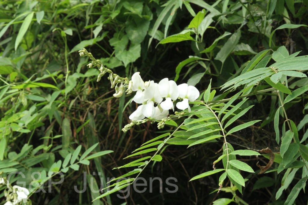 Bhutan2012 734