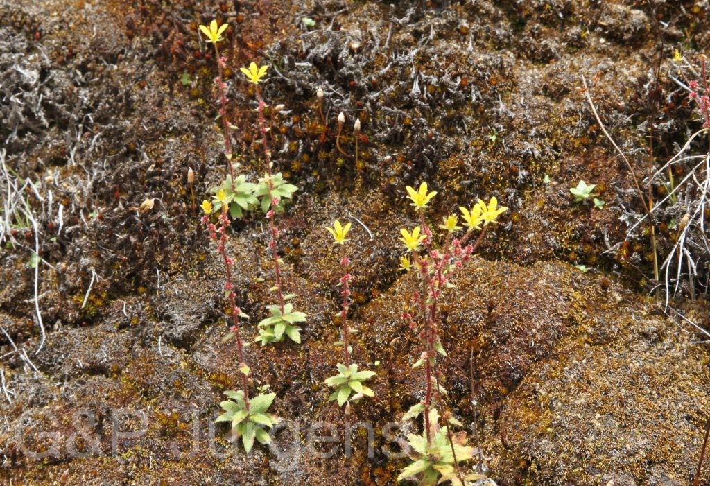 Bhutan2012 888