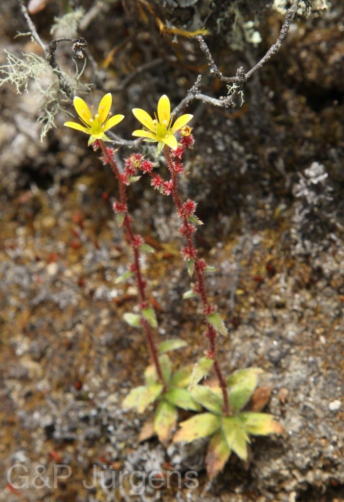 Bhutan2012 890