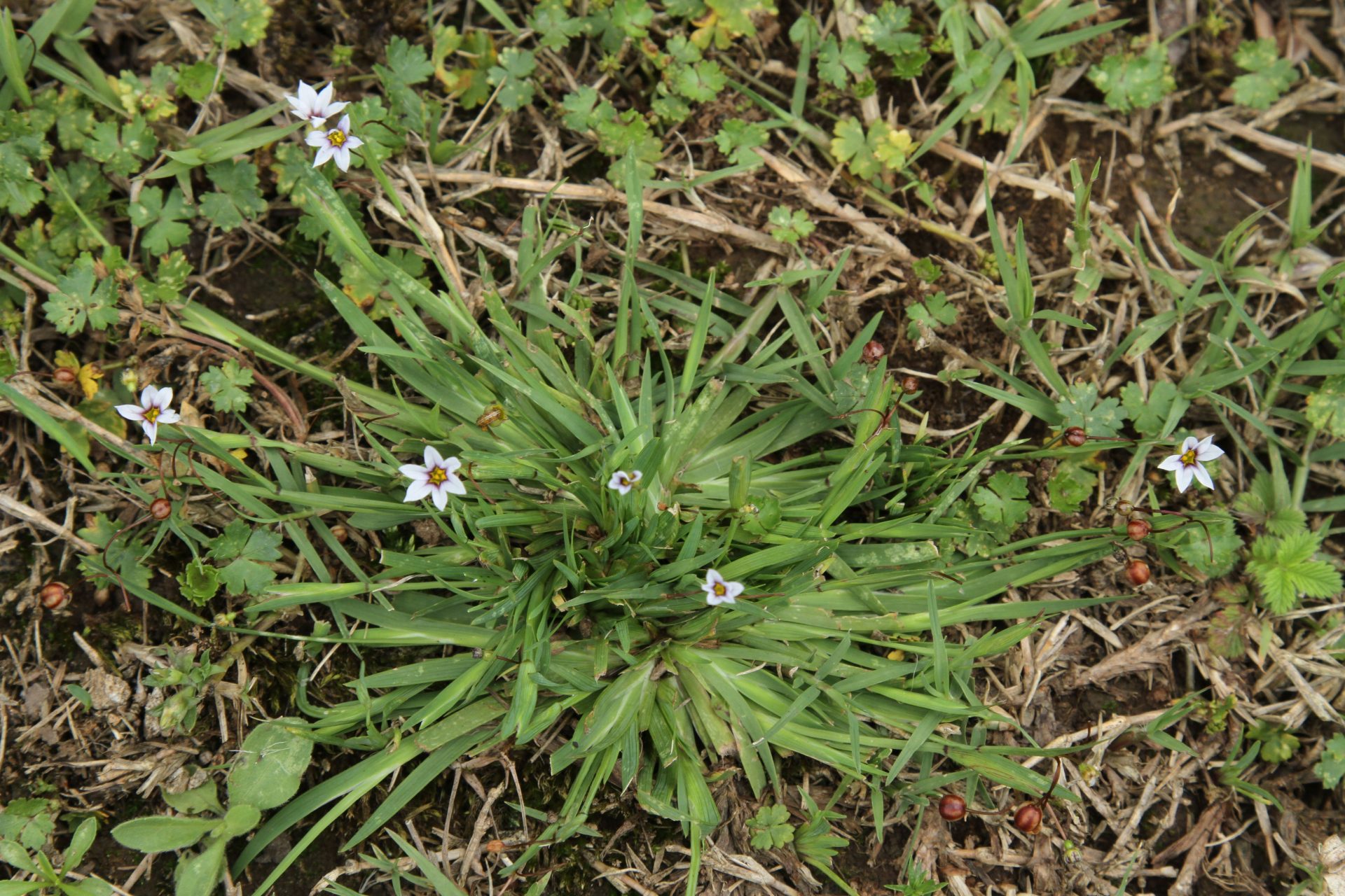 Sisyrinchium angustifolium — Iridaceae
