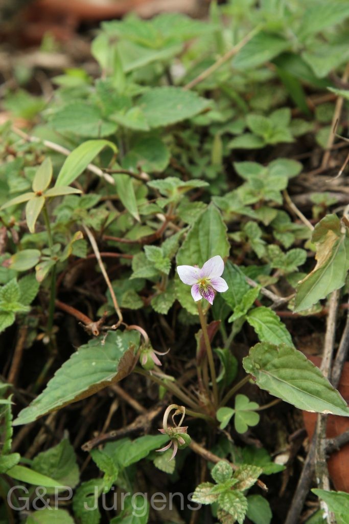 Bhutan2014 109