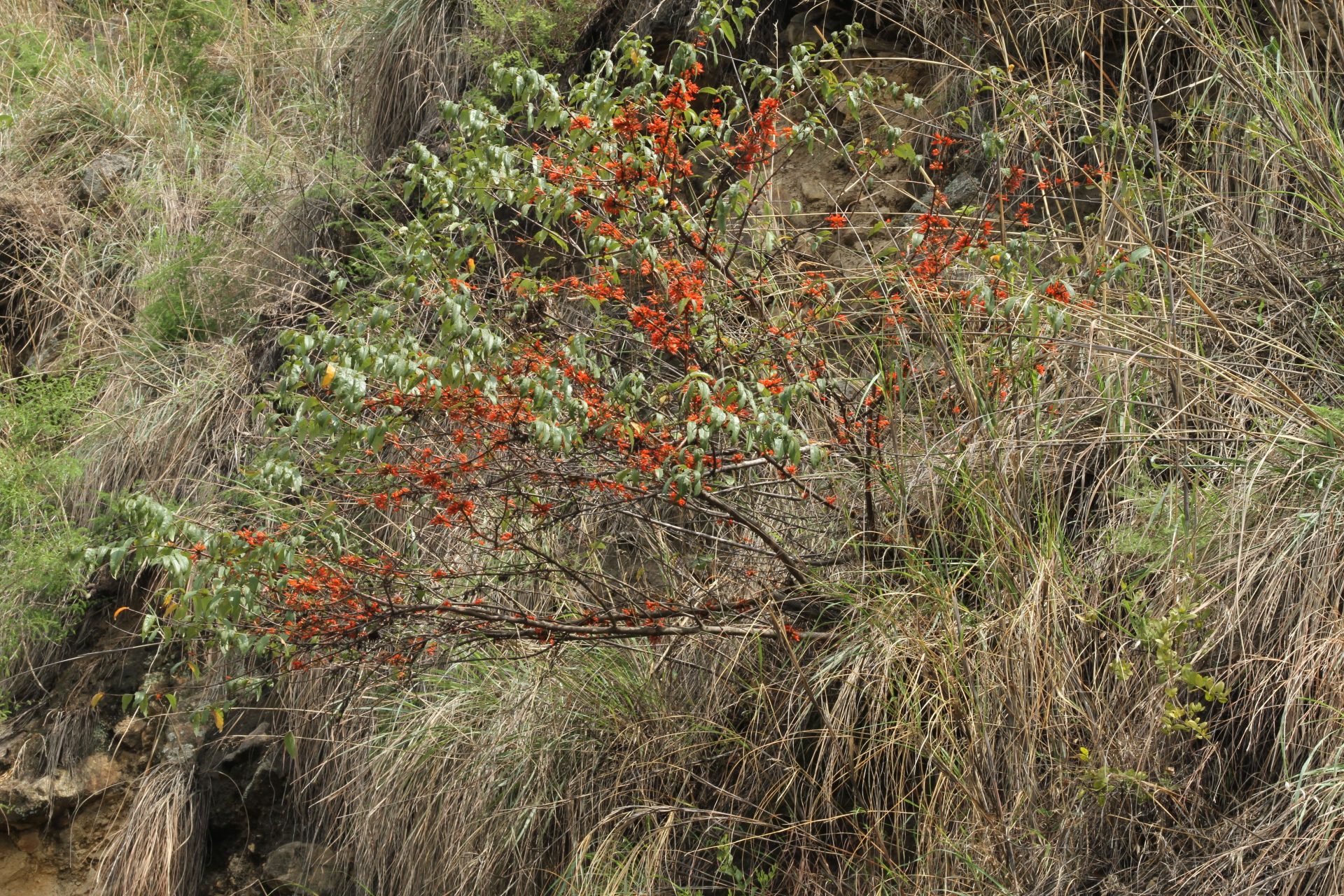Woodfordia fruticosa — Lythraceae
