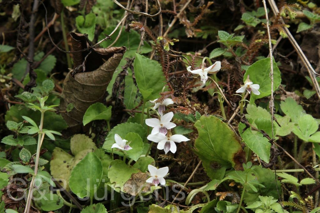 Bhutan2014 205