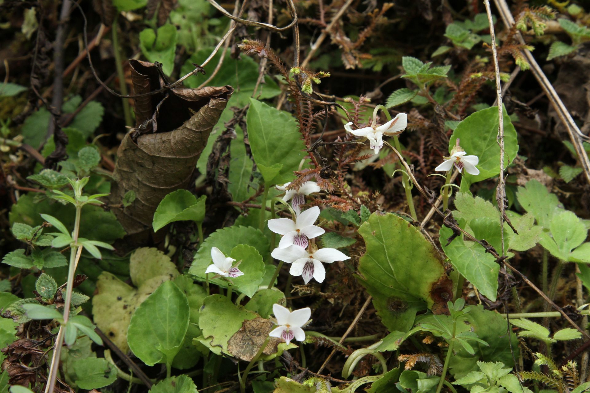 Viola bhutanica