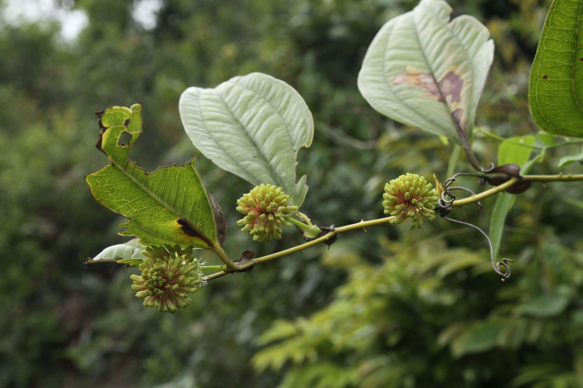 Smilax perfoliata — Smilacaceae