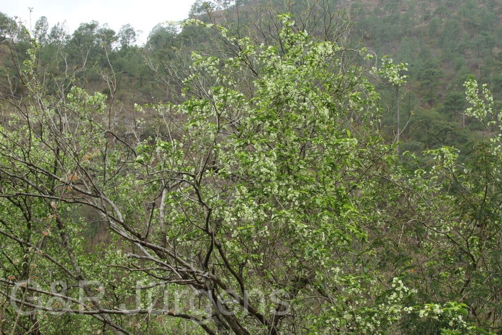 Bhutan2014 231 1