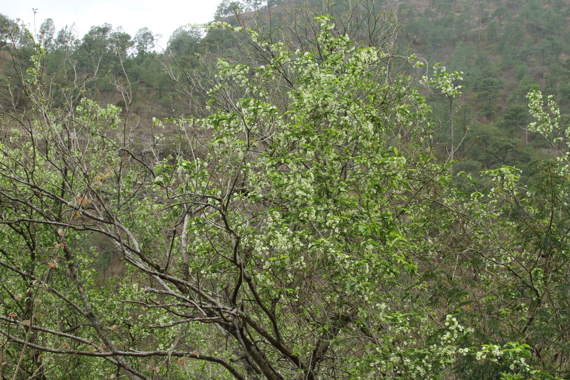 Sterculia lanceolata var. coccinea — Malvaceae