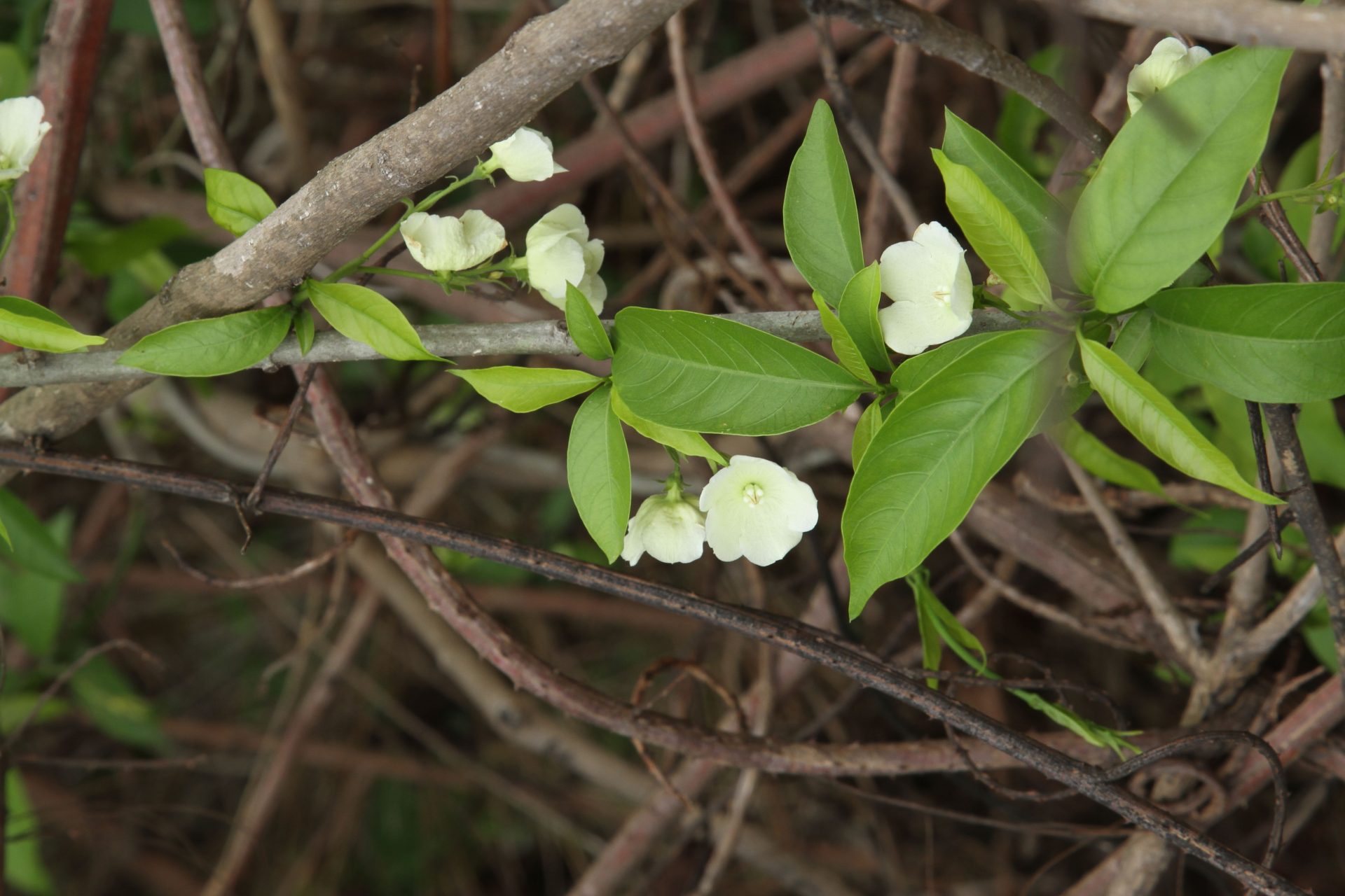 Vallaris solanacea — Apocynaceae