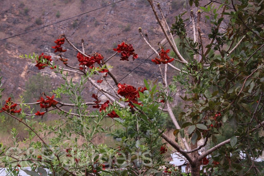 Bhutan2014 253