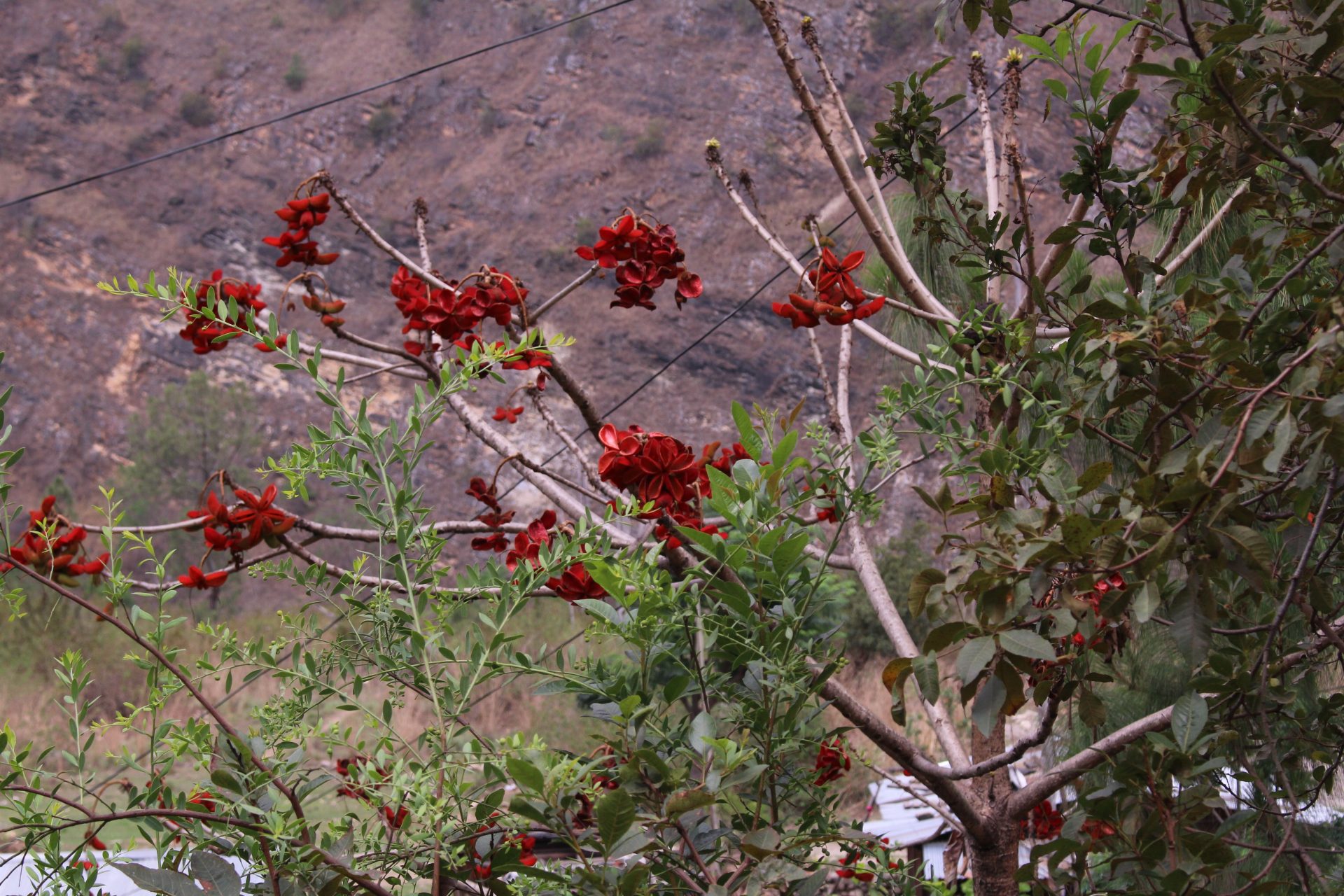 Sterculia villosa — Malvaceae