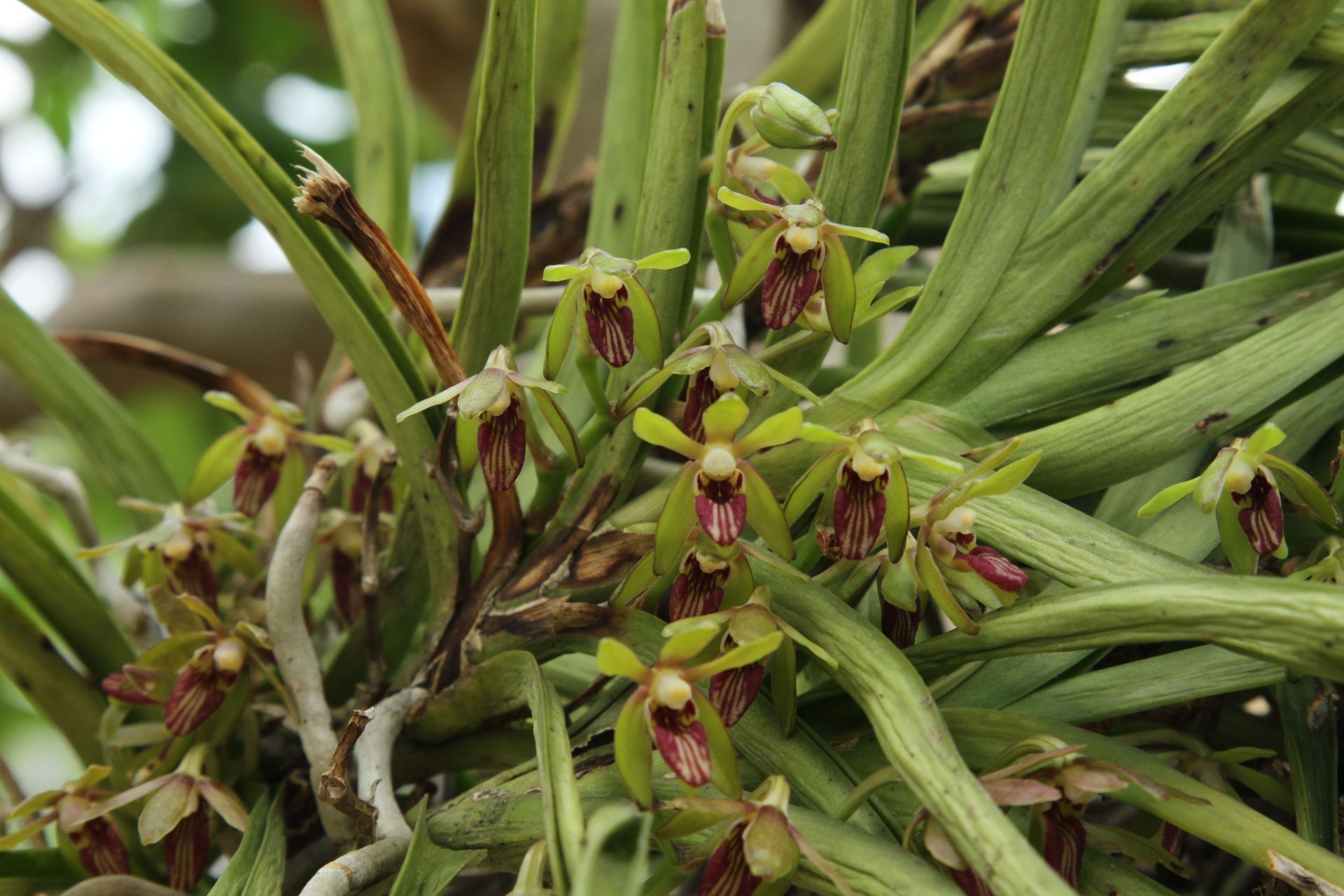 Vanda griffithii — Orchideaceae