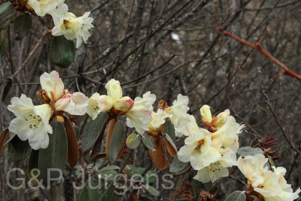 Bhutan2014 375