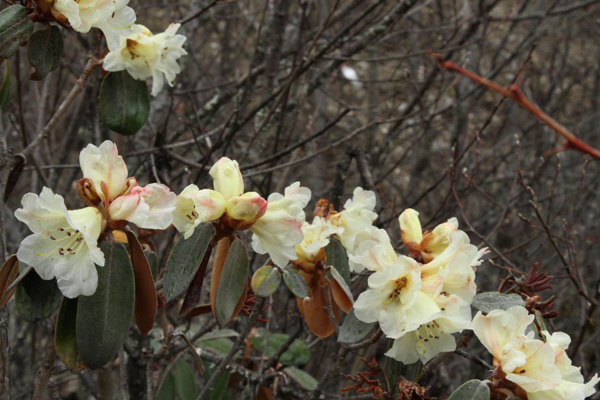 Rhododendron lanatum — Ericaceae