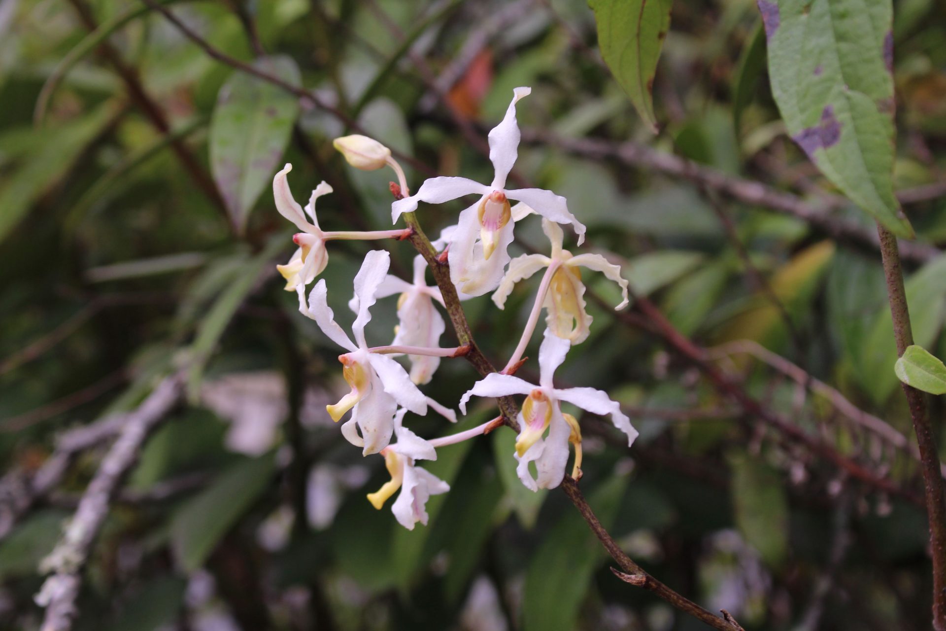 Cymbilabia undulata — Orchideaceae