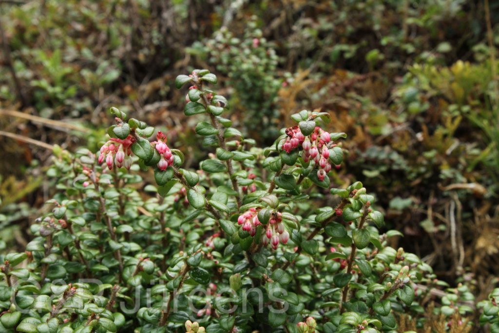 Bhutan2014 576