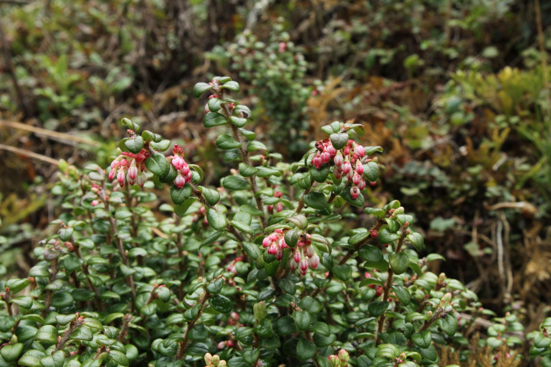Vaccinium retusum — Ericaceae