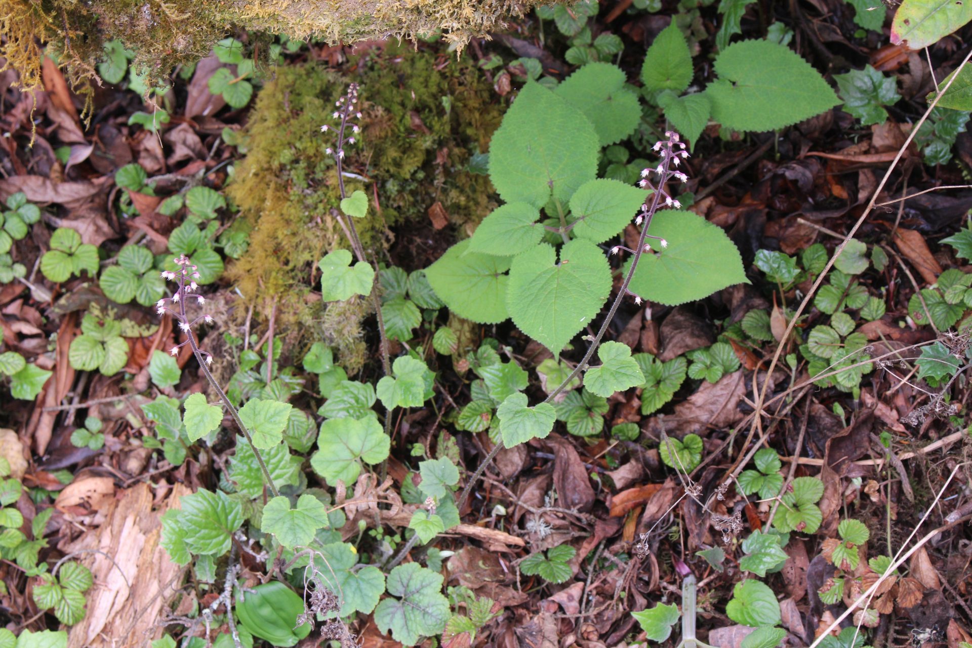 Tiarella polyphylla — Saxifragaceae