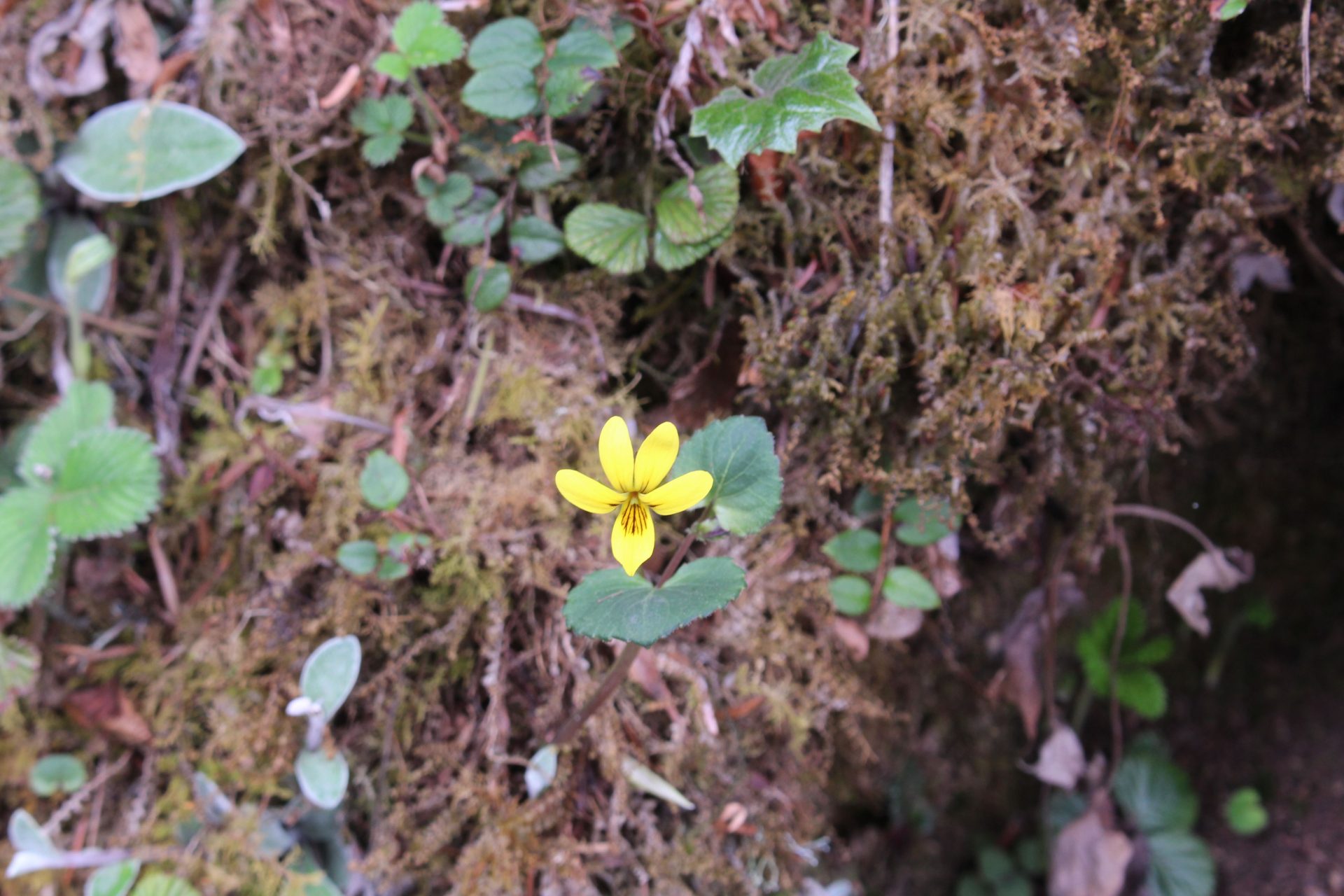Viola biflora — Violaceae