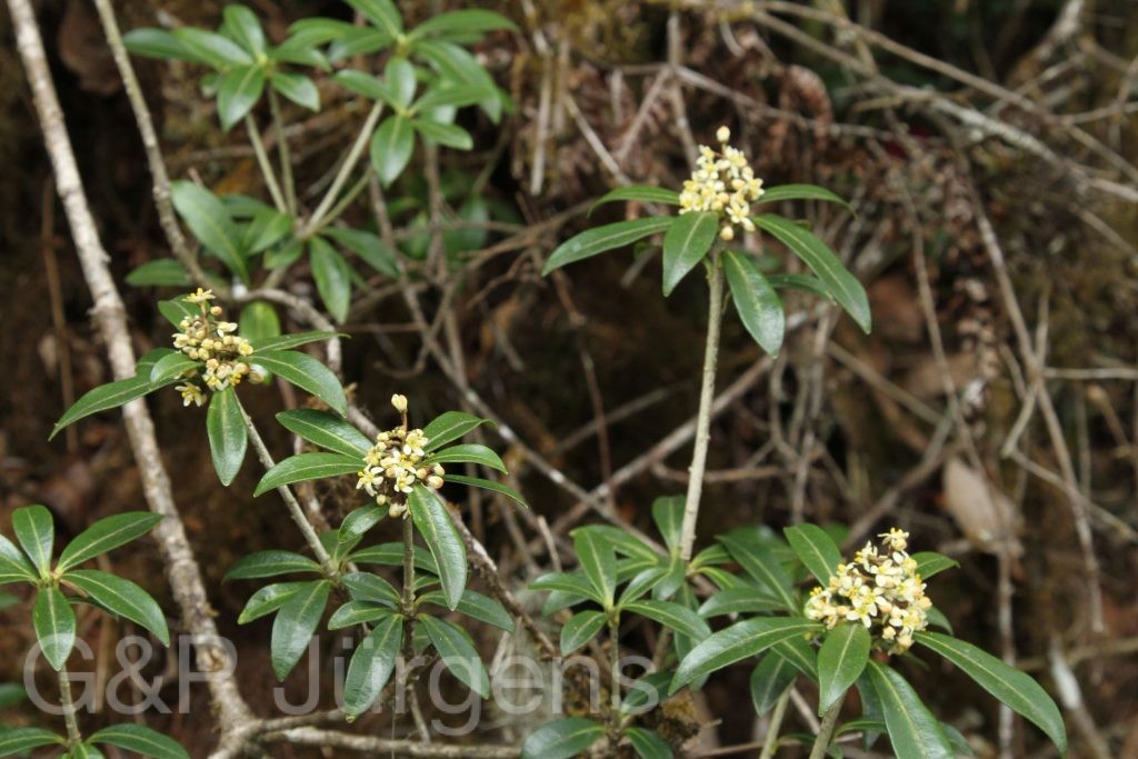 Bhutan2014 596