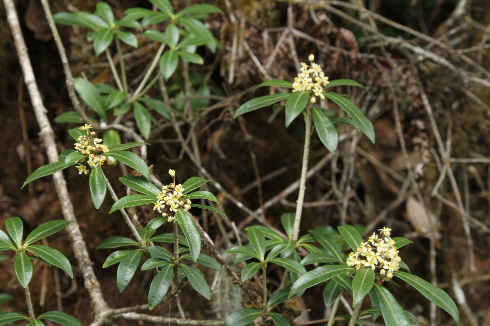 Skimmia multinervia — Rutaceae