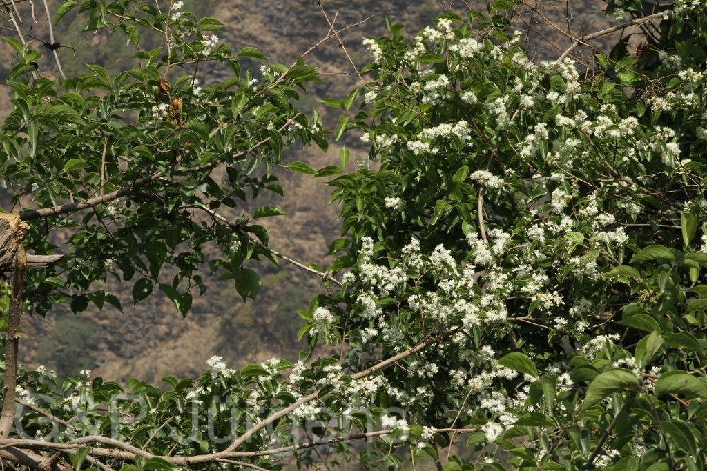 Bhutan2014 663