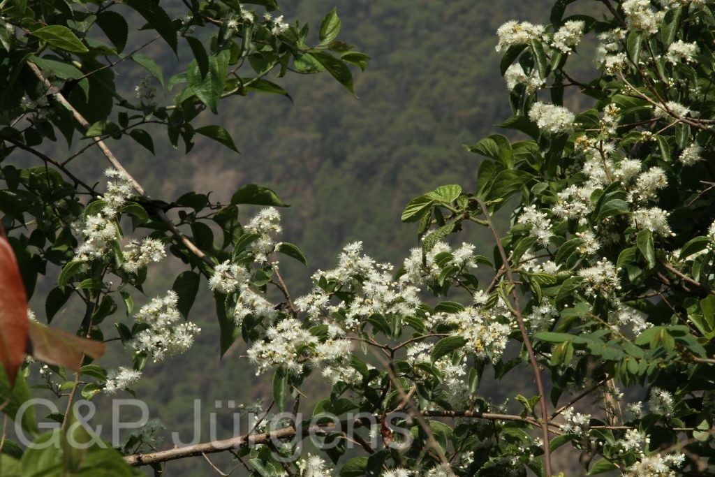 Bhutan2014 664