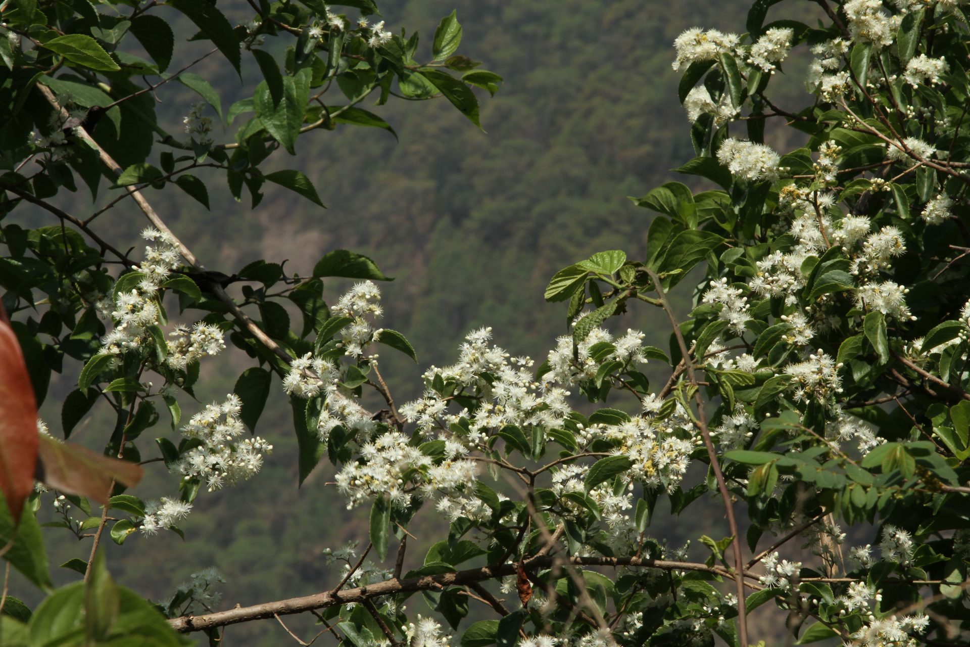 Symplocos paniculata — Symplocaceae