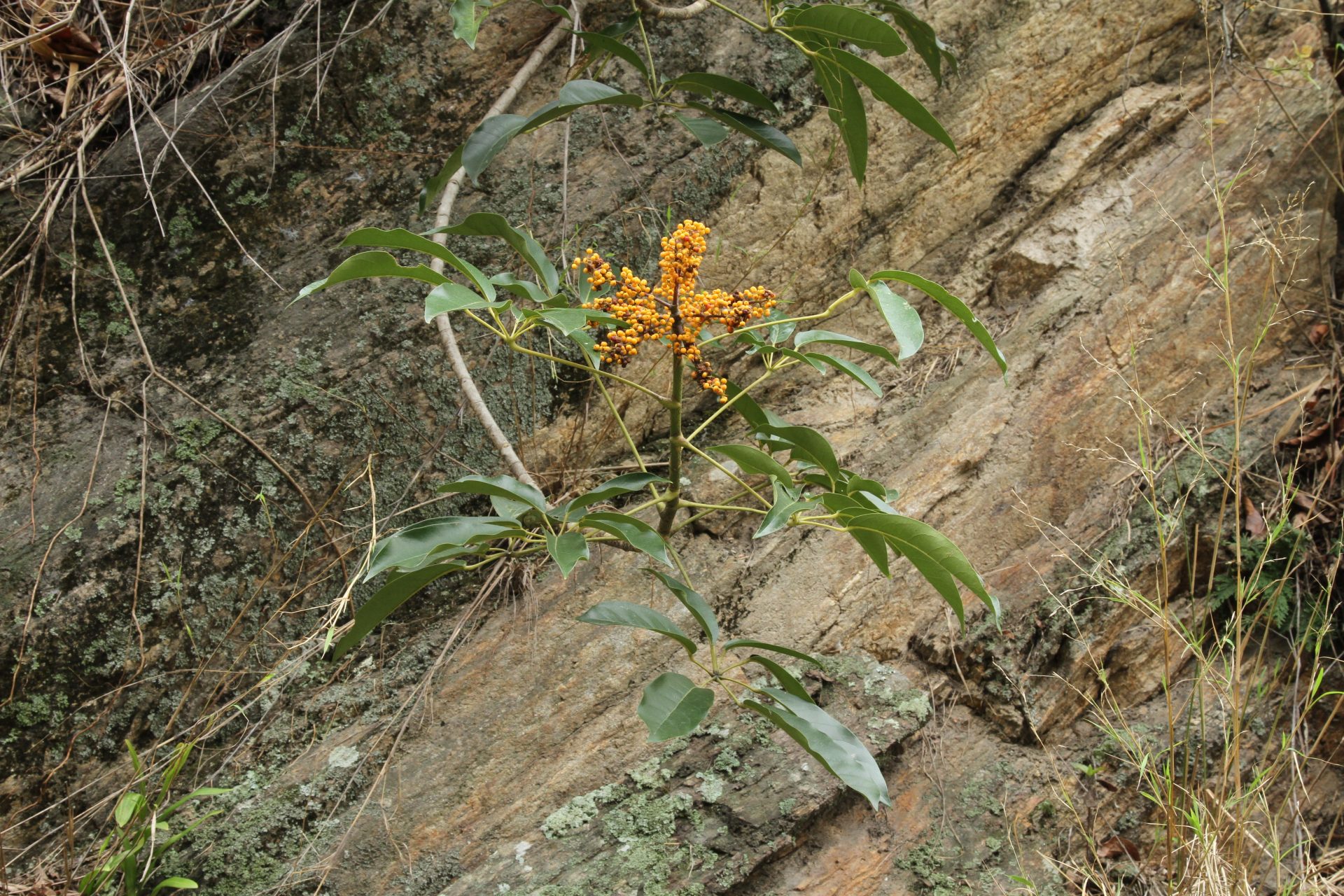 Heptapleurum digitatum — Araliaceae