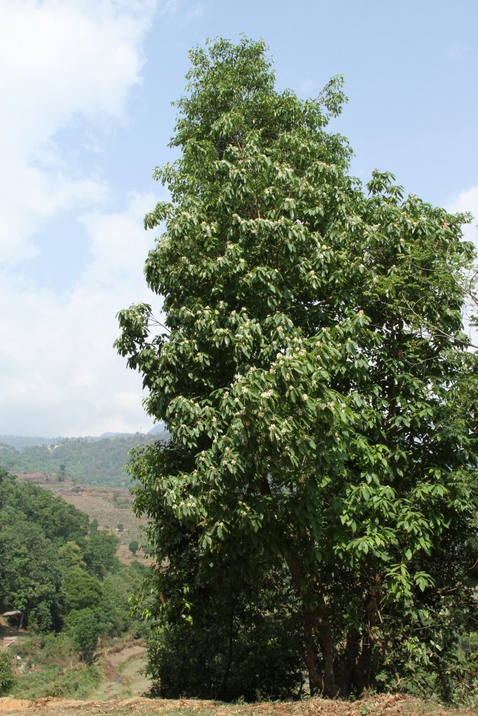 Bhutan2014 769