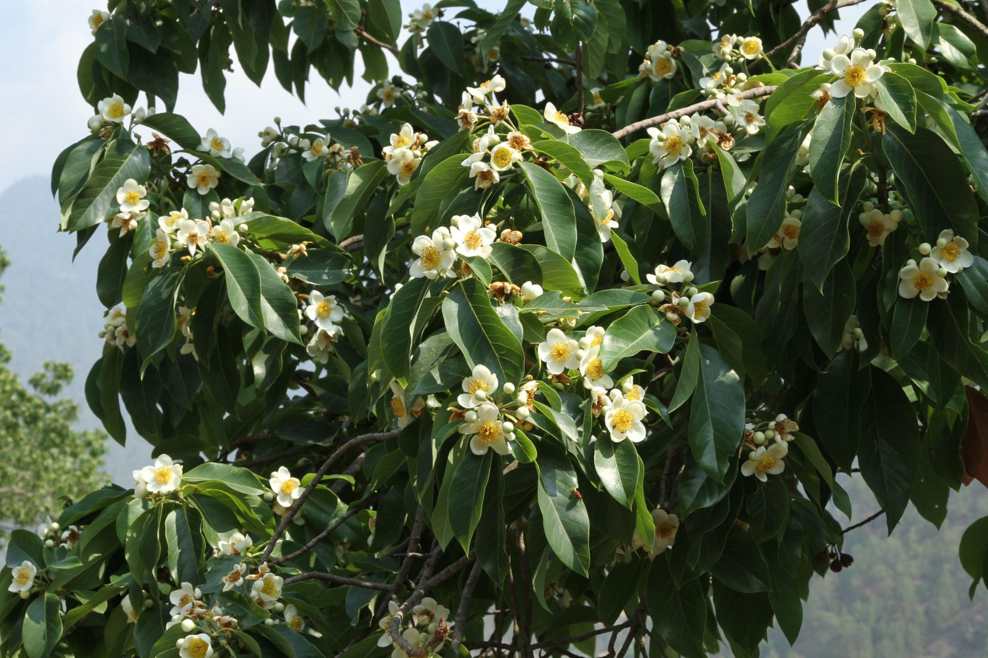 Schima wallichii — Theaceae