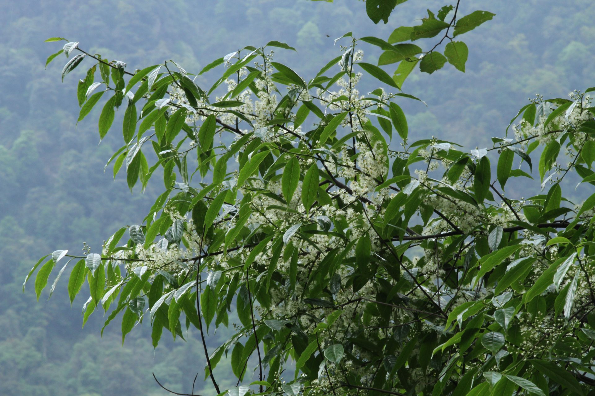 Symplocos ramosissima — Symplocaceae