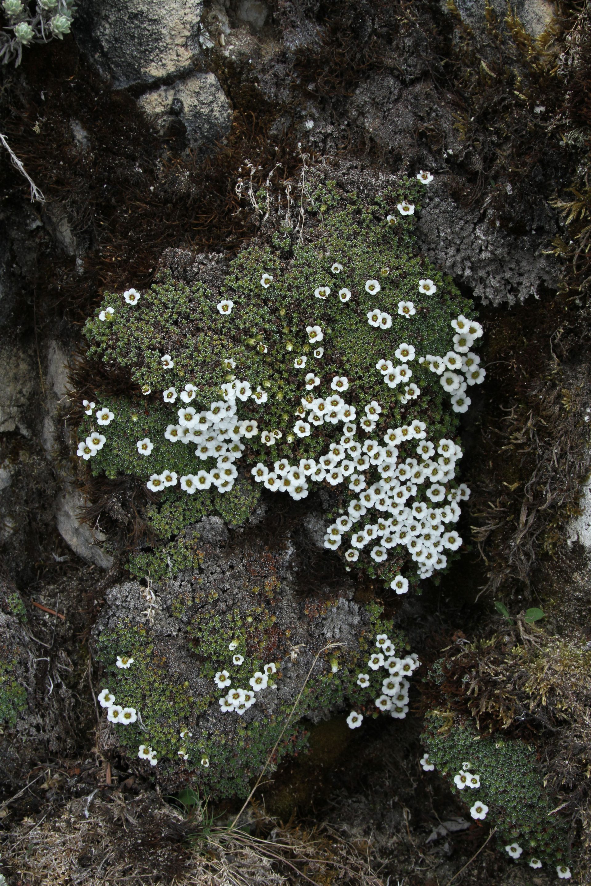 Saxifraga vacillans — Saxifragaceae