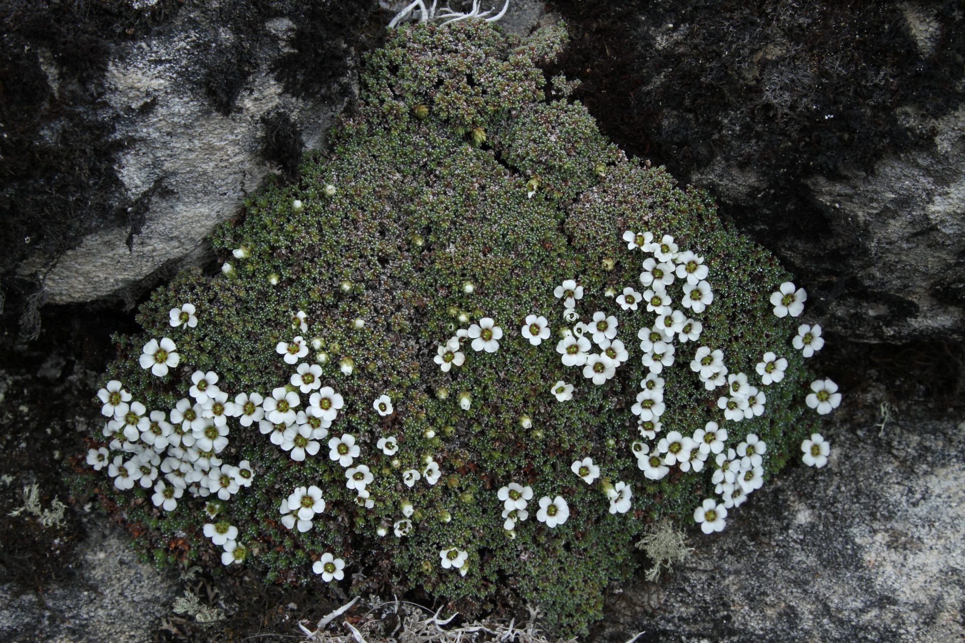 Saxifraga pulvinaria — Saxifragaceae