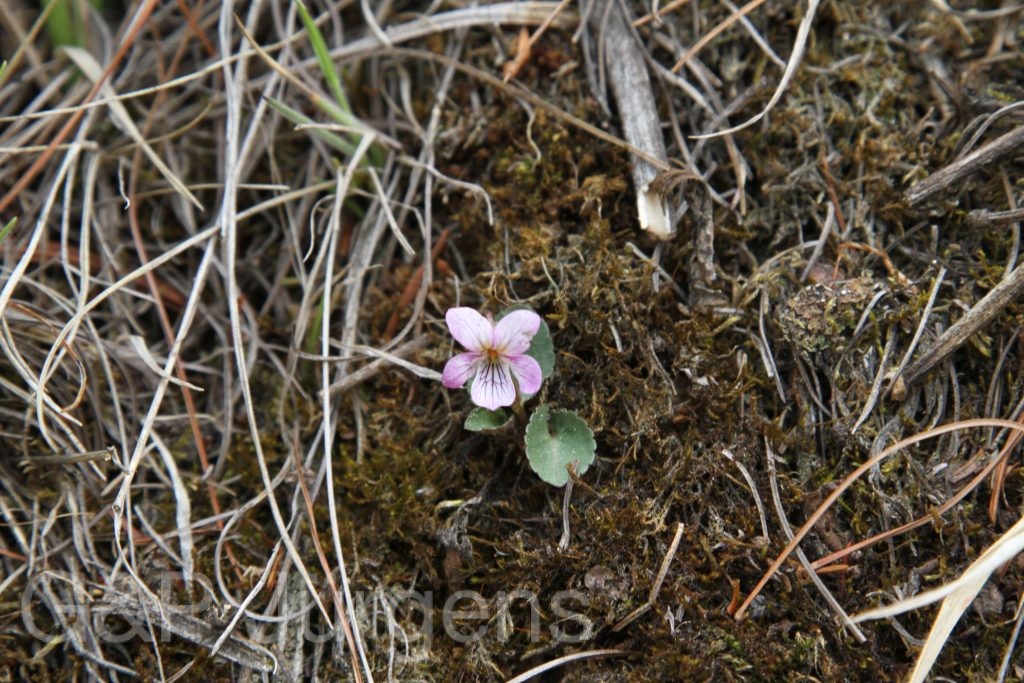 Bhutan2014 959